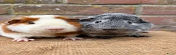 Guinea Pig rodents for sale: Handsome boars  - Advert 1