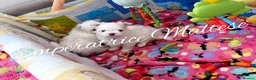 Maltese dogs for sale: Tiny KC Reg. Korean Maltese- CH line show dogs! - Advert 15