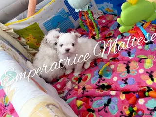 Maltese dogs for sale: Tiny KC Reg. Korean Maltese- CH line show dogs! - Advert 2