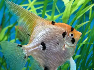 Angelfish fish Koi/Marble Angelfish - Advert 1