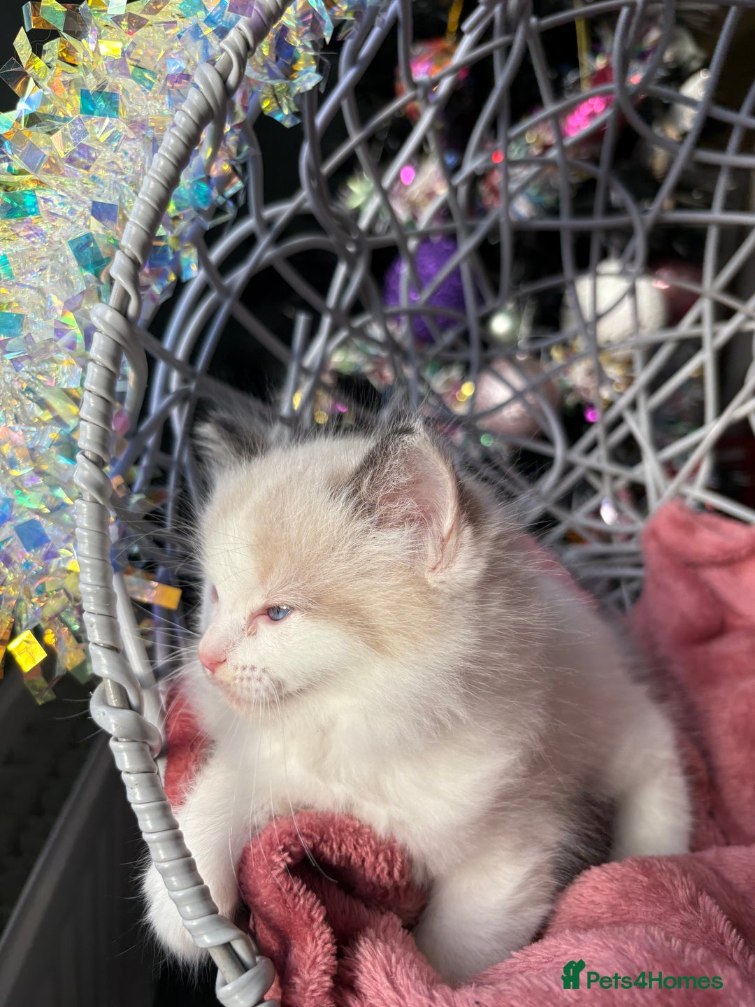Ragdoll cats for sale: TICA Pedigree Bicolour Ragdoll kittens - Advert 21