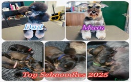 Schnoodle dogs for sale: LAST OUTSTANDING GIRL TOY SCHNOODLES DNA 🧬 CLEAR! - Image 22
