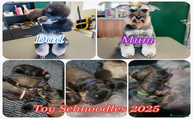 Mixed Breed dogs - Advert 1