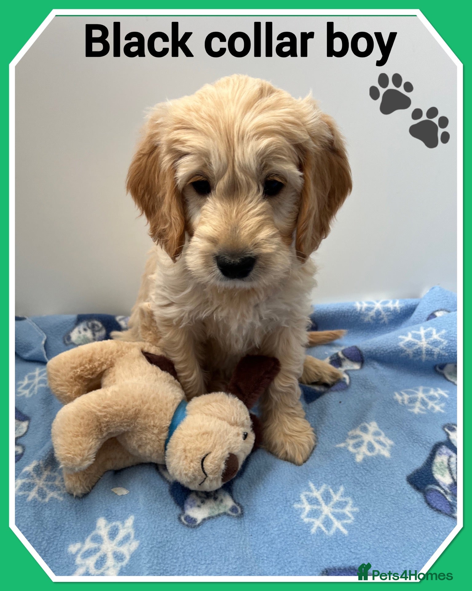 Mini Goldendoodle dogs  VETCHECKED✅STUNNING F1 MINIATURE GOLDENDOODLES 🐶 - Advert 3