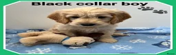 Mini Goldendoodle dogs for sale:  VETCHECKED✅STUNNING F1 MINIATURE GOLDENDOODLES 🐶 - Advert 1