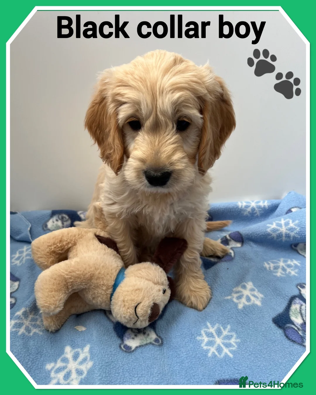 Mini Goldendoodle dogs for sale:  VETCHECKED✅STUNNING F1 MINIATURE GOLDENDOODLES 🐶 - Advert 1