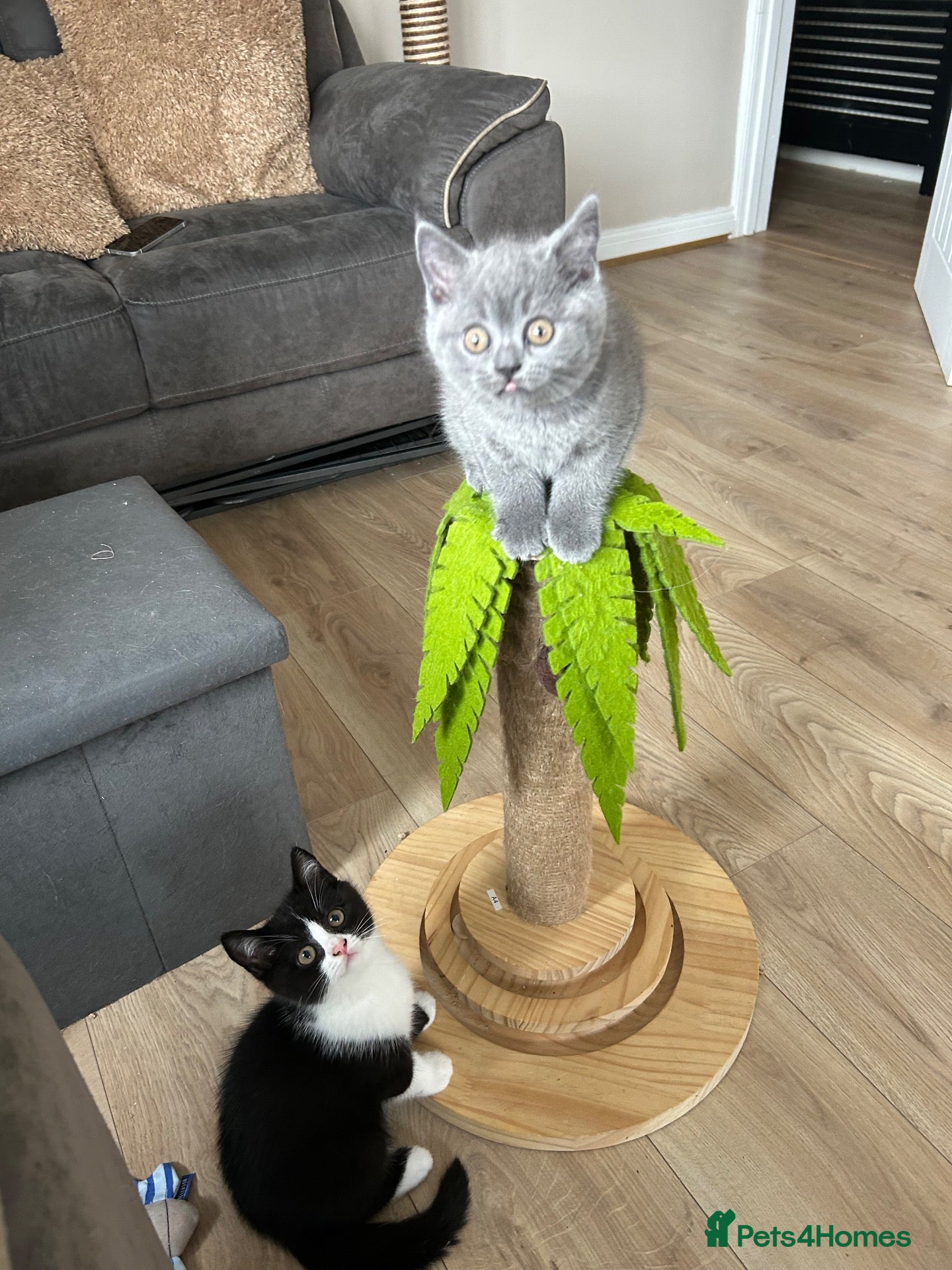 British Shorthair cats Beautiful BSH Kittens 🌺 READY NOW🌺 - Advert 2