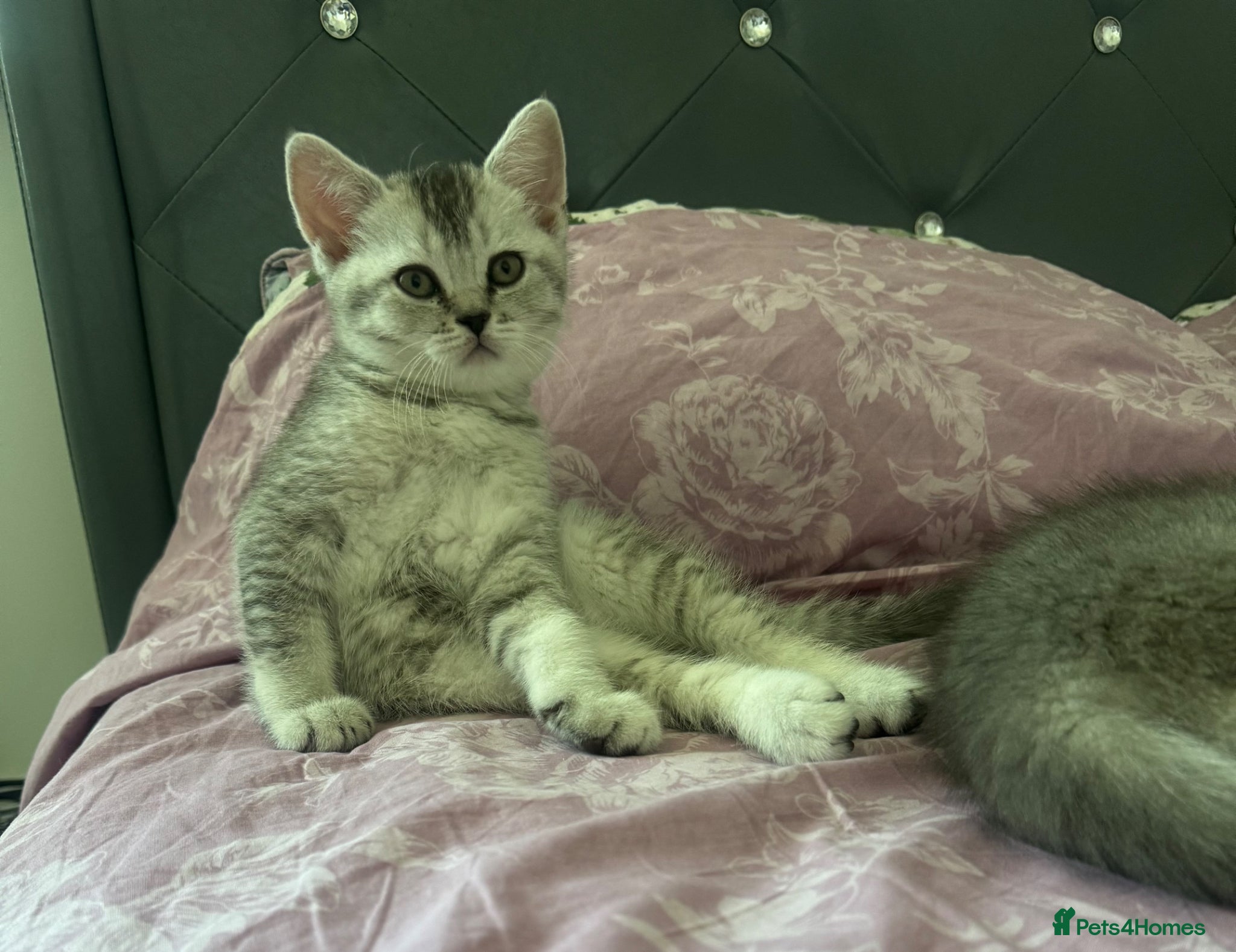 Scottish Fold cats Lovely kittens looking for new family. - Advert 2