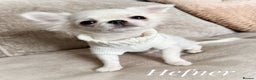 Chihuahua dogs for sale: KC white LC chihuahua puppy show line  - Advert 7