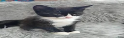 Mixed Breed cats for sale: Beautiful black/white long hair boy - Advert 5
