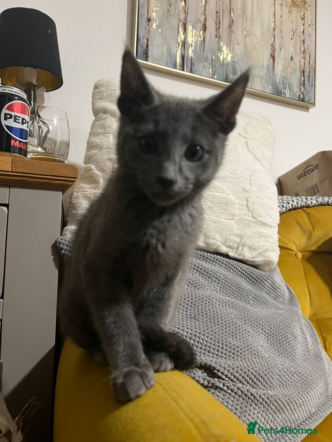 Russian Blue cats for sale: Gorgeous Championship Russian blue kittens  - Advert 26