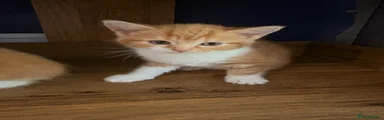Mixed Breed Kitten 3