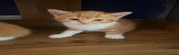 Mixed Breed cats for sale: 3 beautiful kittens for sale £300 - Advert 5