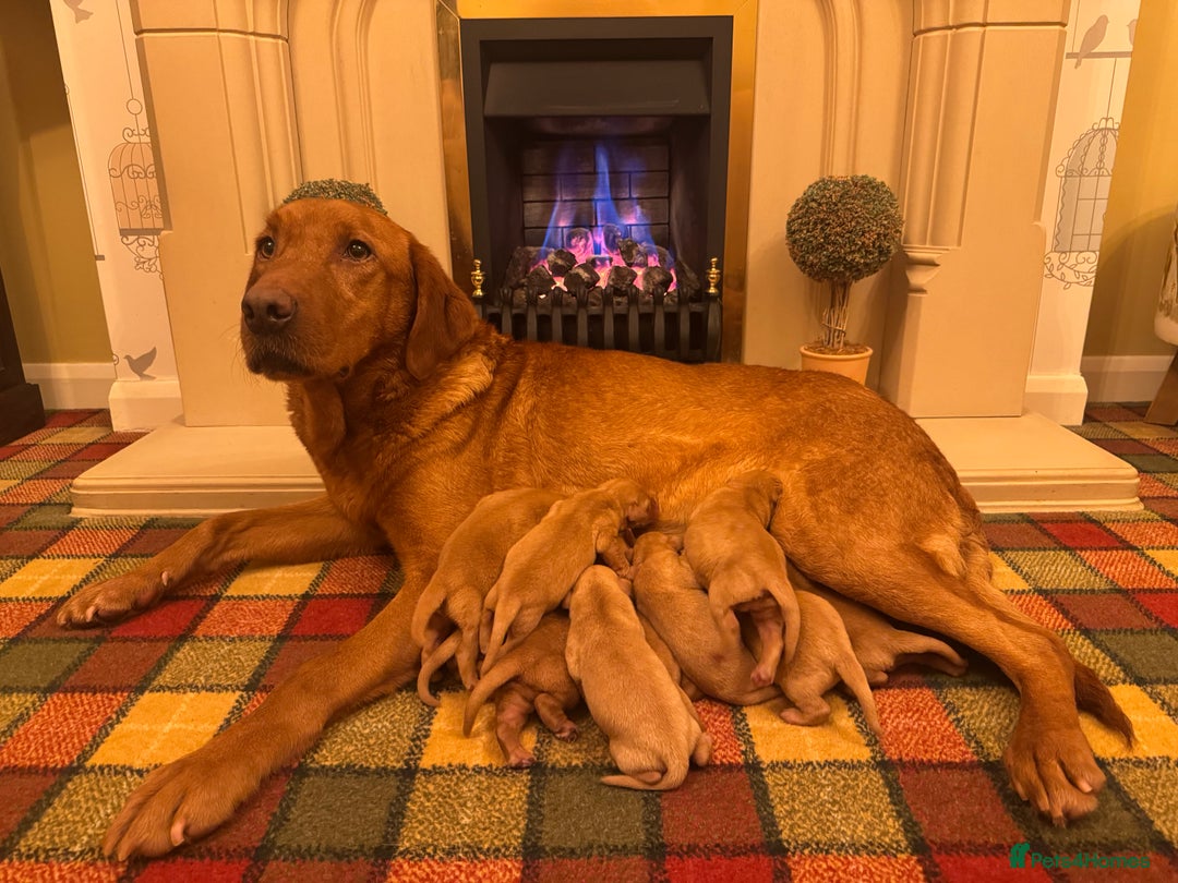 Labrador Retriever dogs for sale: Stunning KC pups,health tested parents&great lines - Advert 2