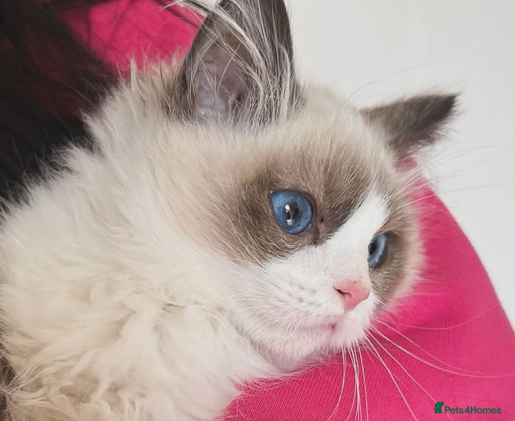 Ragdoll cats bi color ragdoll kittens  - Advert 9