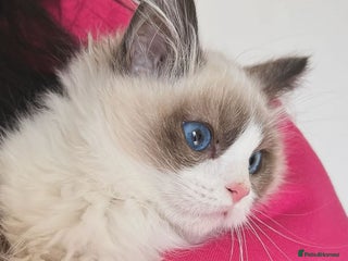 Ragdoll cats bi color ragdoll kittens - Advert 9