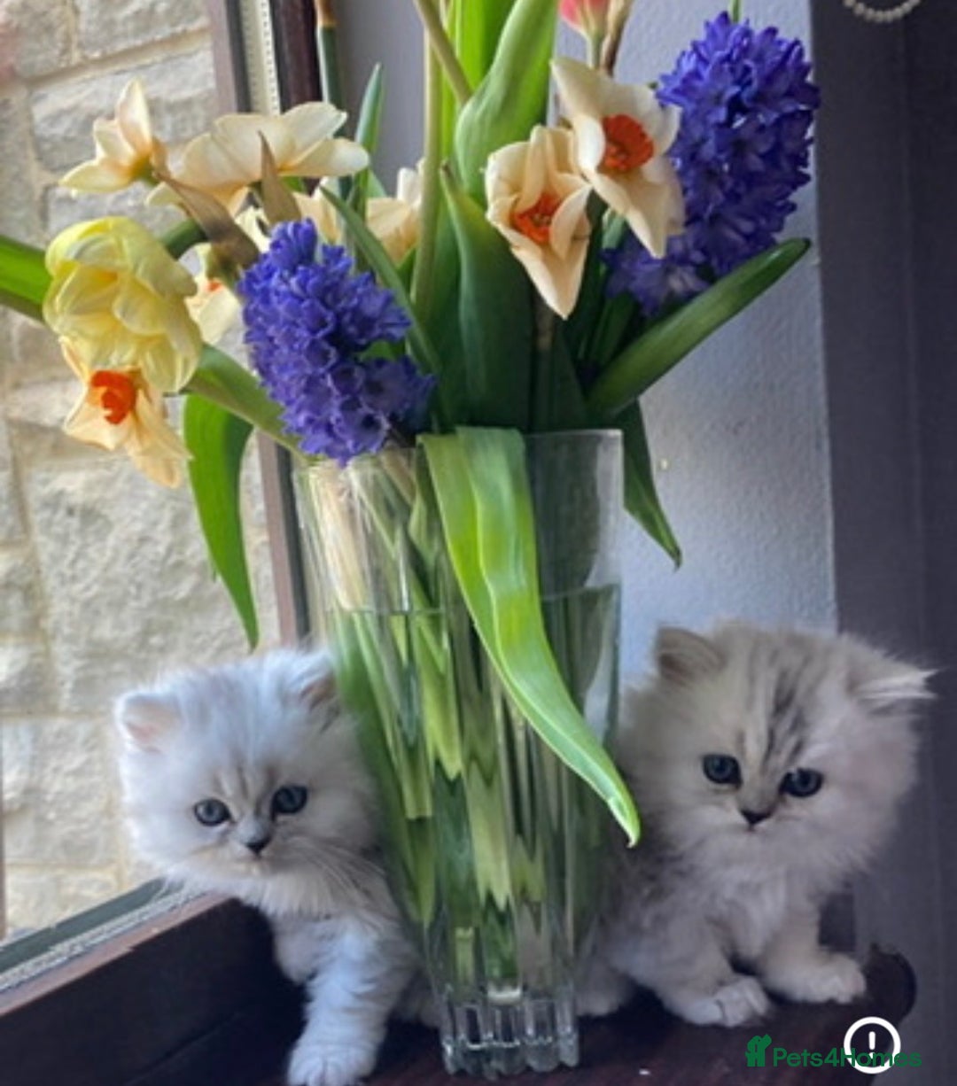 Persian cats for sale: Fabulous Persian chinchilla kittens - Advert 7