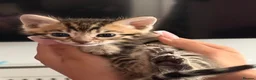 Bengal cats for sale: Beautiful bengal kittens 🐾🐾🐾 - Advert 19