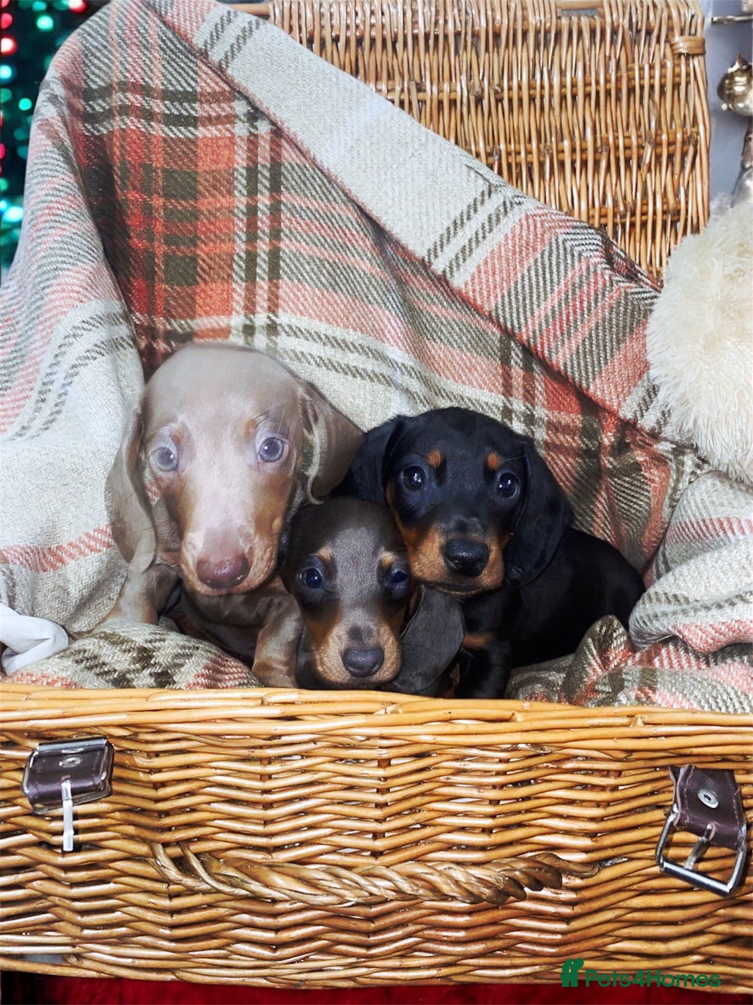 Miniature Dachshund dogs for sale: 3 beautiful miniature dachshund boys - Advert 2