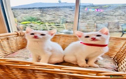 Mixed Breed cats for sale: *READY NOW* 3 Beautiful White Kittens - Image 18