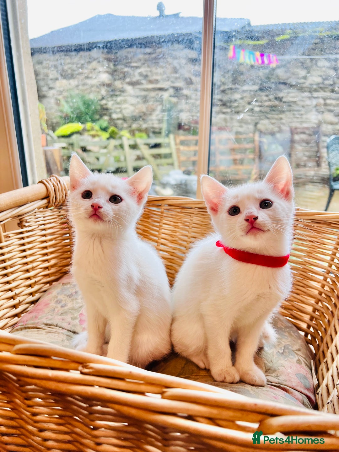 Mixed Breed cats for sale: *READY NOW* 3 Beautiful White Kittens - Image 18