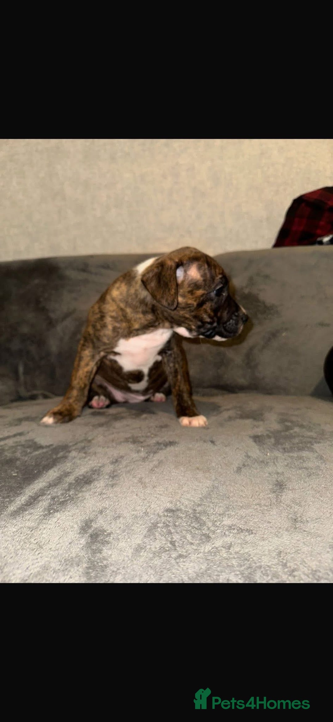 Staffordshire Bull Terrier dogs for sale: Staffy puppy - Advert 4