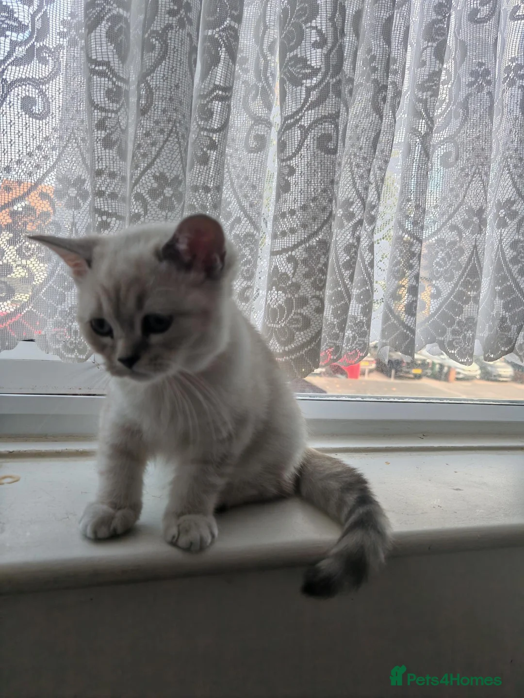 British Shorthair cats for sale: Beautiful BSH Kitten in London - Advert 6