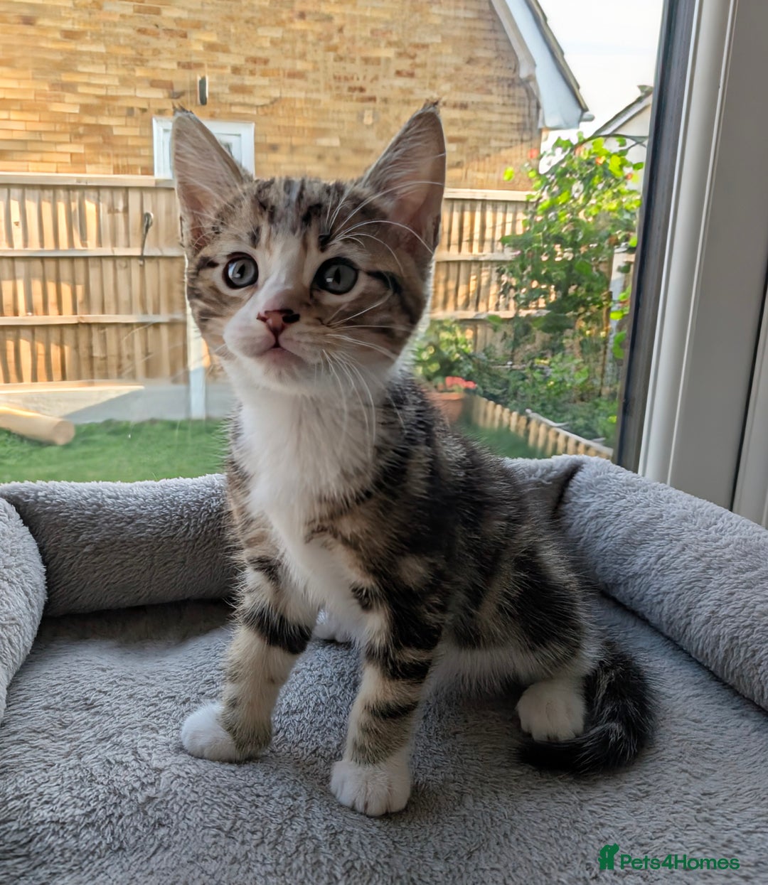 Domestic Shorthair cats for sale: Super stunning kittens - Image 9