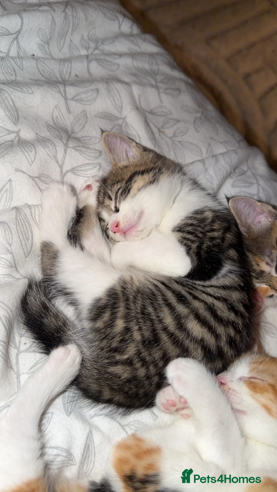 Maine Coon cats for sale: Mainecoon kittens  - Advert 2