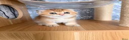 Scottish Fold cats for sale: Adorable Scottish Fold kittens ♥️ - Advert 2