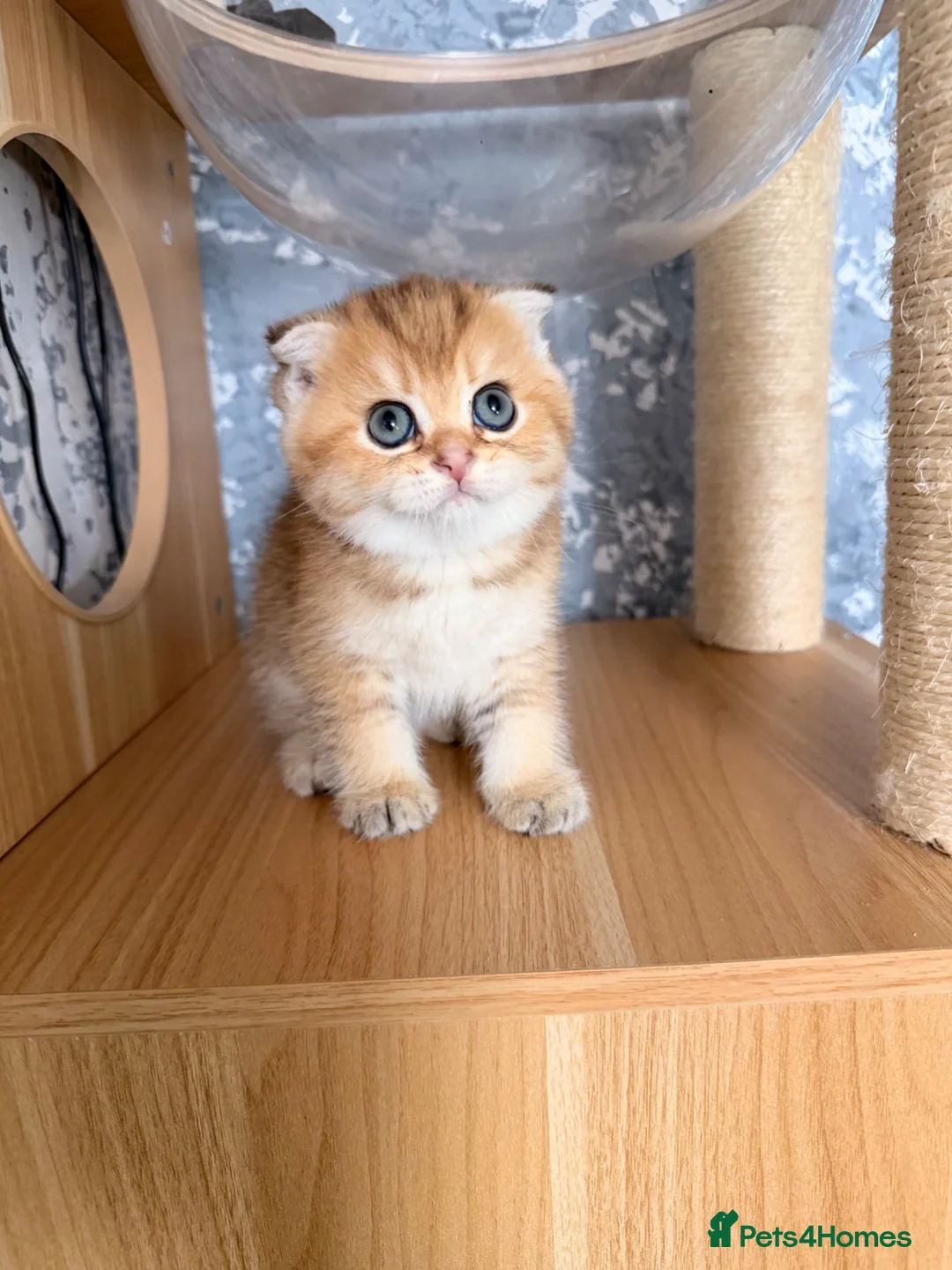 Scottish Fold cats for sale: Adorable Scottish Fold kittens ♥️ - Advert 2
