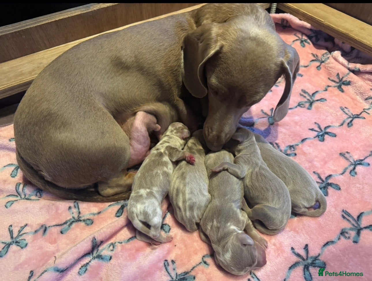 Miniature Dachshund dogs Pedigree KC registered Minature Dachshund Puppies  - Advert 15