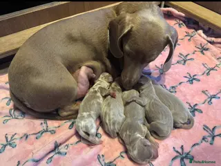 Miniature Dachshund dogs Pedigree KC registered Minature Dachshund Puppies - Advert 15