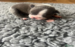 Boston Terrier dogs for sale: Boston terrier puppies - Image 23