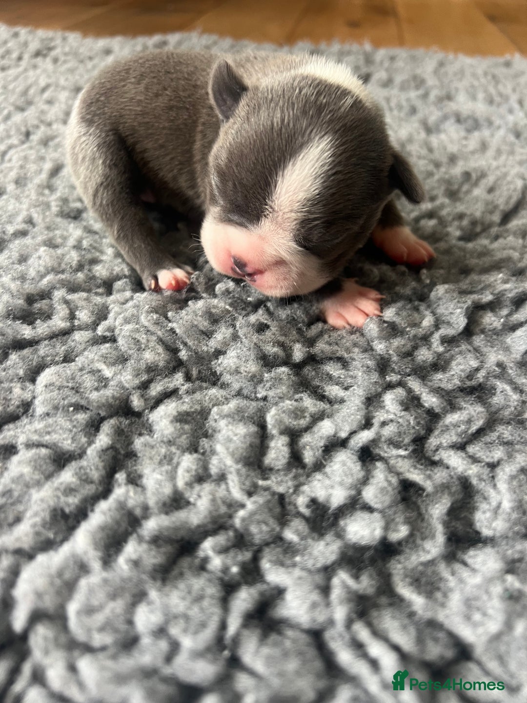 Boston Terrier dogs for sale: Boston terrier puppies - Image 23