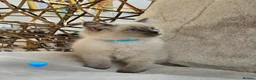 Ragdoll cats for sale: Pure Ragdoll Kittens Ready Leave Now  in Basildon - Advert 9