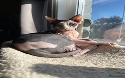 Sphynx cats for sale: 7 year old sphynx female to be rehomed - Image 3
