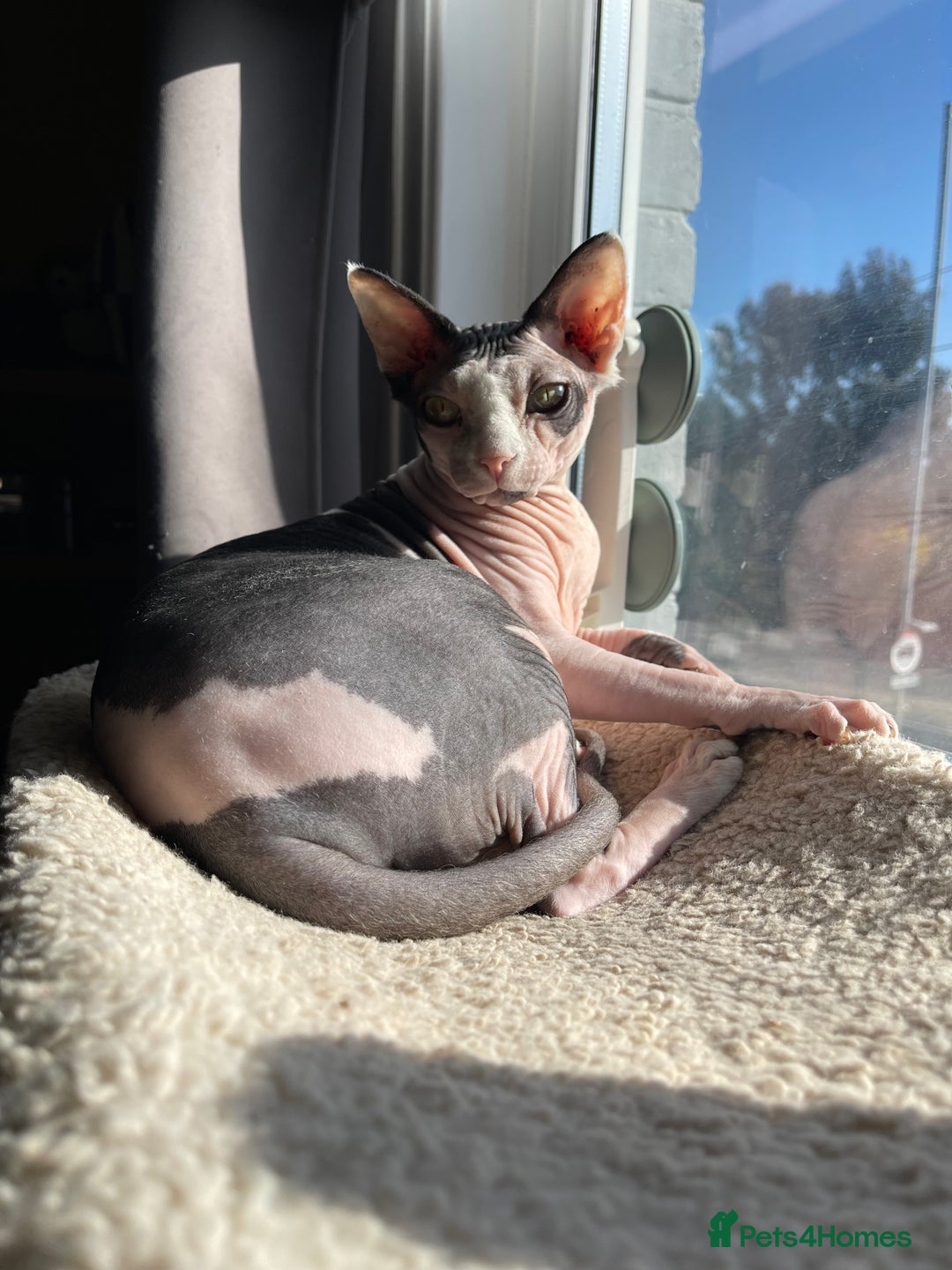 Sphynx cats for sale: 7 year old sphynx female to be rehomed - Image 3