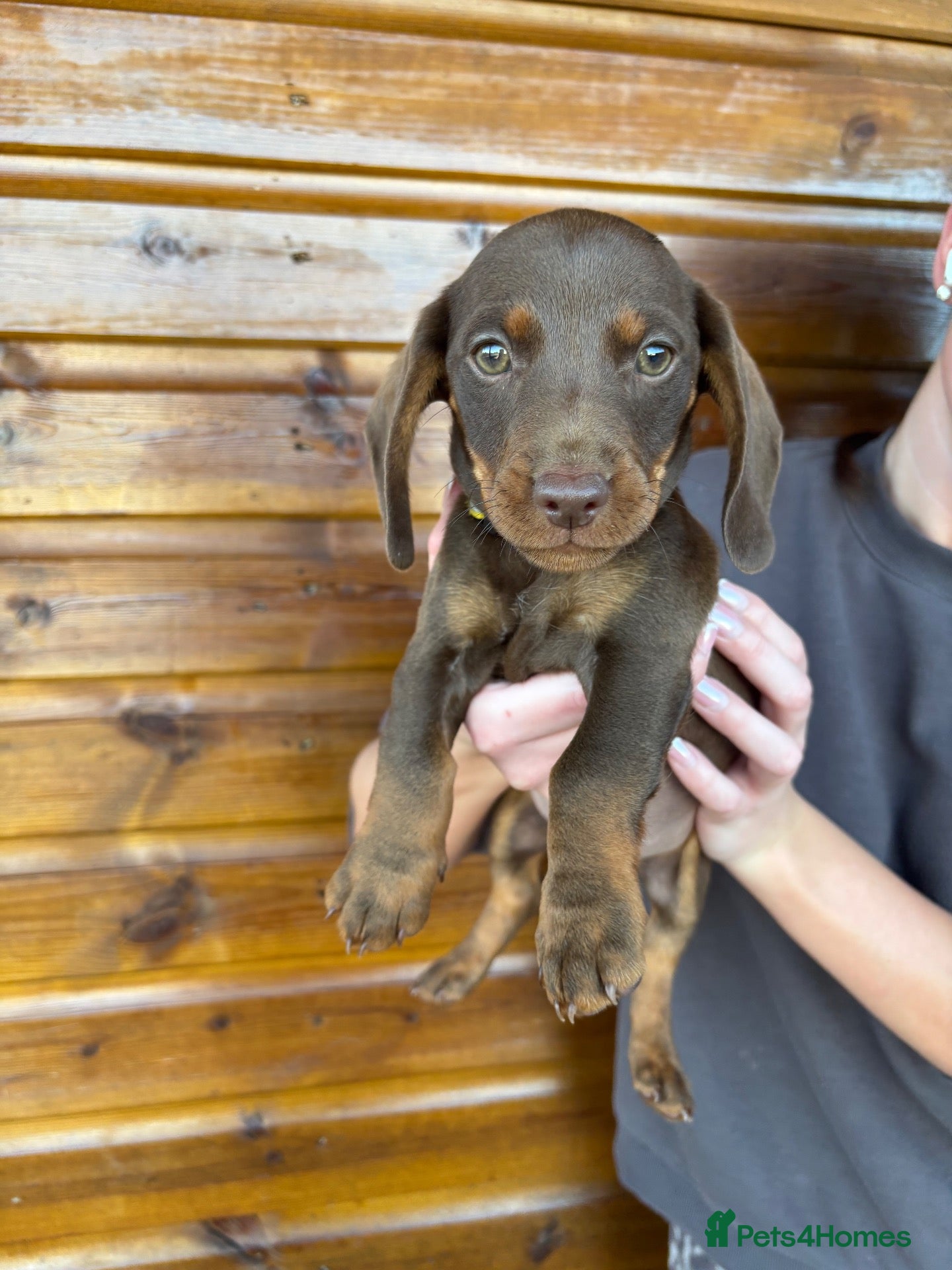 Dachshund dogs 7 Beautiful Dachshund Puppies - Advert 1
