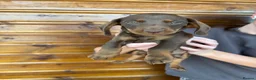 Dachshund dogs for sale: 7 Beautiful Dachshund Puppies - Advert 2