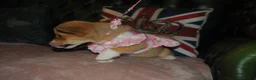 Welsh Corgi Pembroke dogs for sale: Are Beautiful Girls Storm/Darling/Petal - Advert 13