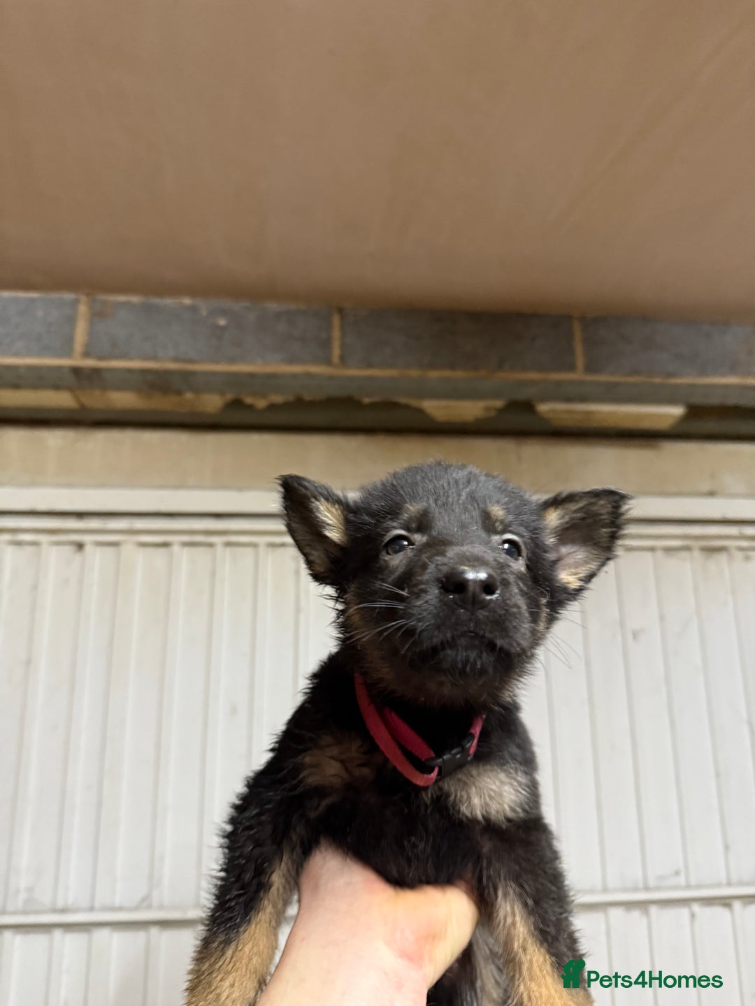 German Shepherd dogs for sale: German shepherd pups  - Advert 9