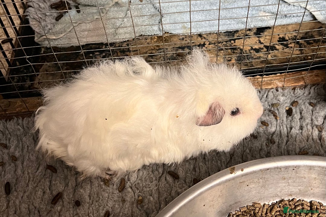 Guinea Pig rodents for sale: Two pairs of bonded Texel and Lunkarya boys - Advert 3