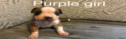 Boxer dogs for sale: KC BOXER PUPPIES - Advert 3