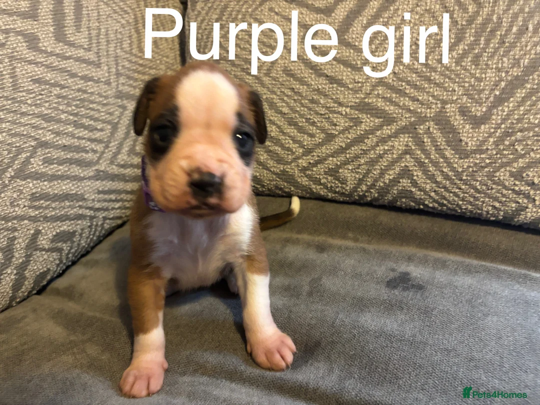 Boxer dogs for sale: KC BOXER PUPPIES - Advert 3
