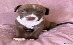 Mixed Breed dogs for sale: Spaniel crossed  - Image 11