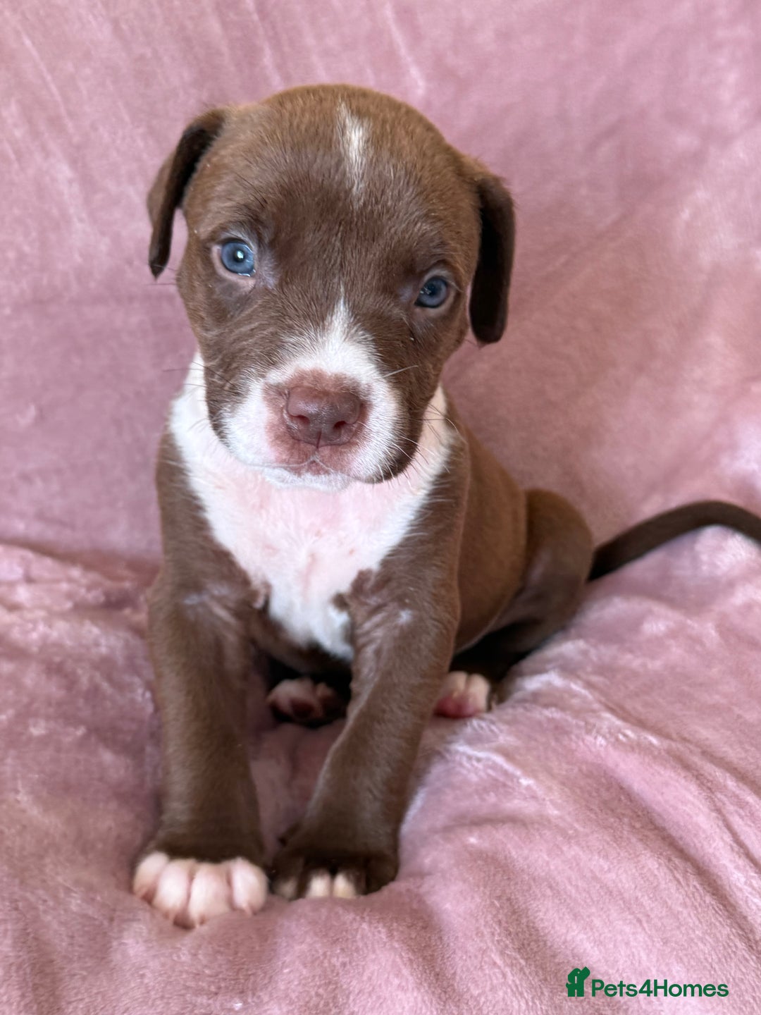 Mixed Breed dogs for sale: Spaniel crossed  - Image 11