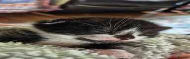 Mixed Breed 2