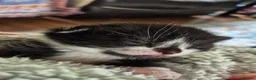 Mixed Breed cats for sale: 3 kittens looking for their new family - Advert 8