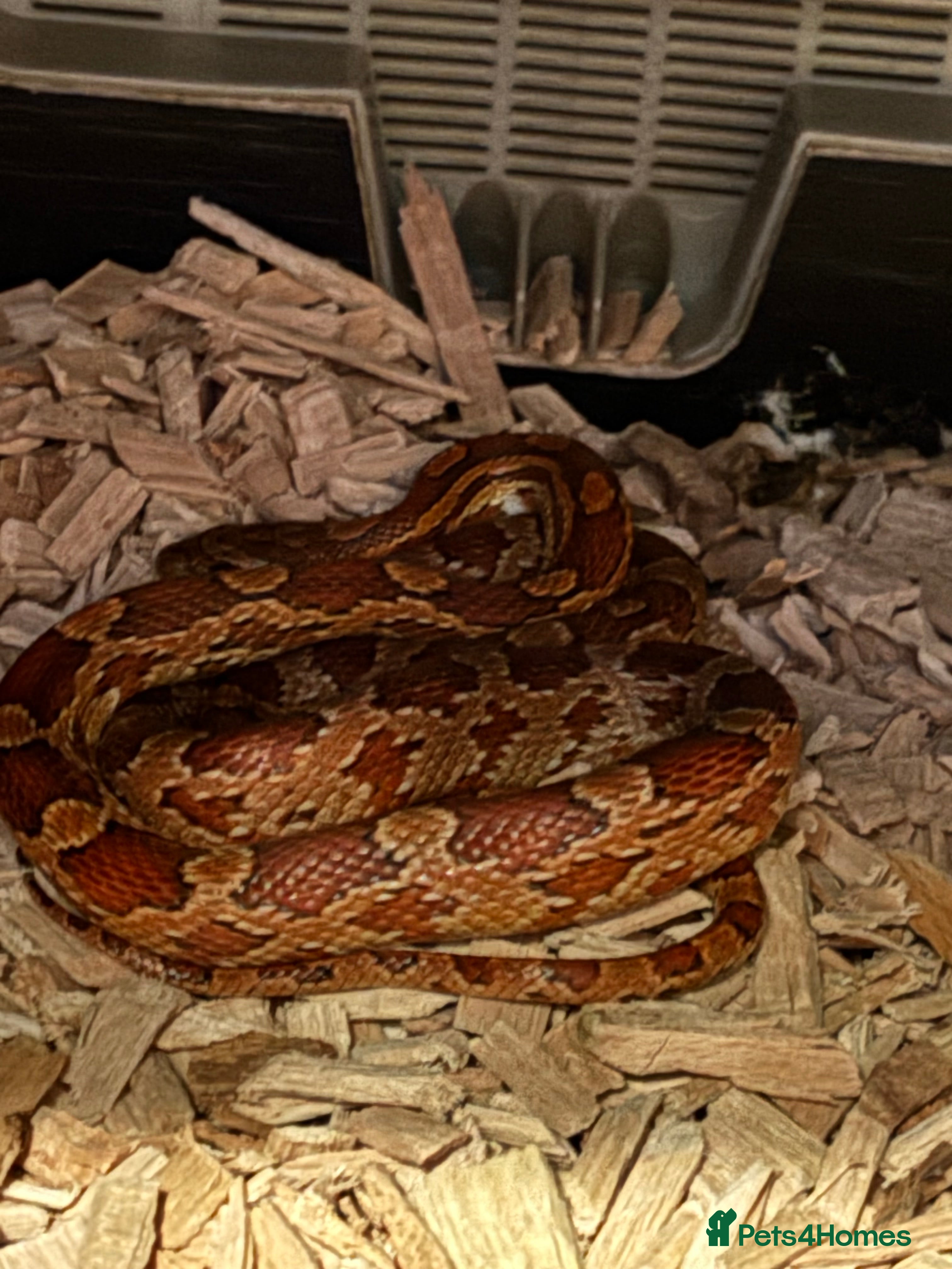 Corn Snake reptiles Red Corn snake in Oldbury - Advert 11